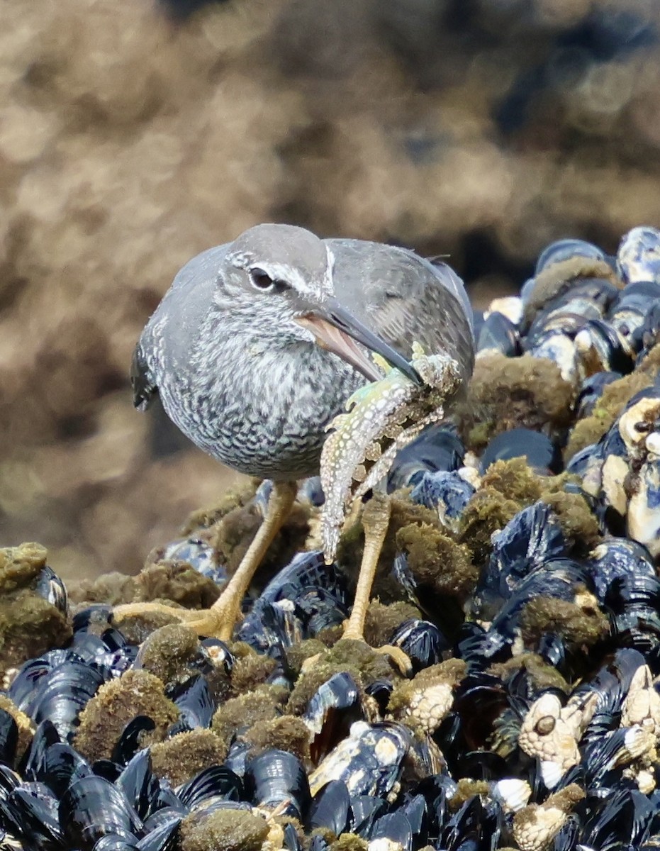 Wandering Tattler - ML635593840