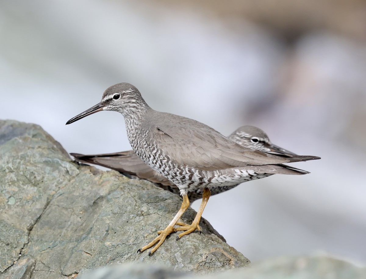 Wandering Tattler - ML635593841