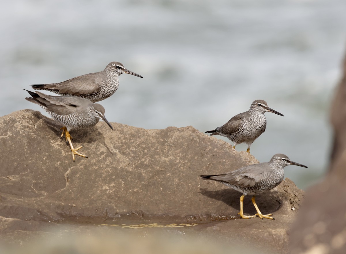 Wandering Tattler - ML635593842
