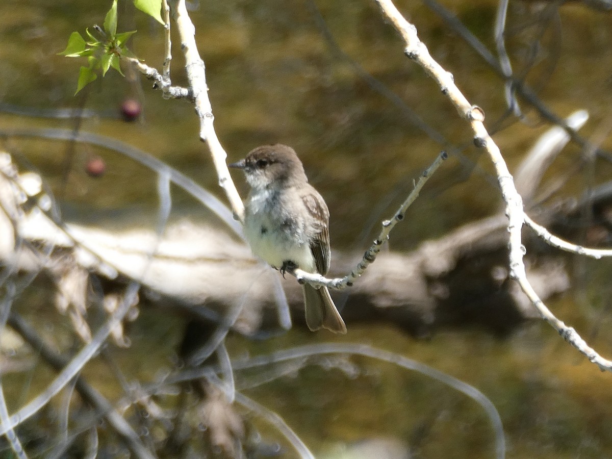 Eastern Phoebe - ML635593843