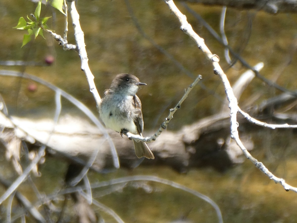Eastern Phoebe - ML635593844