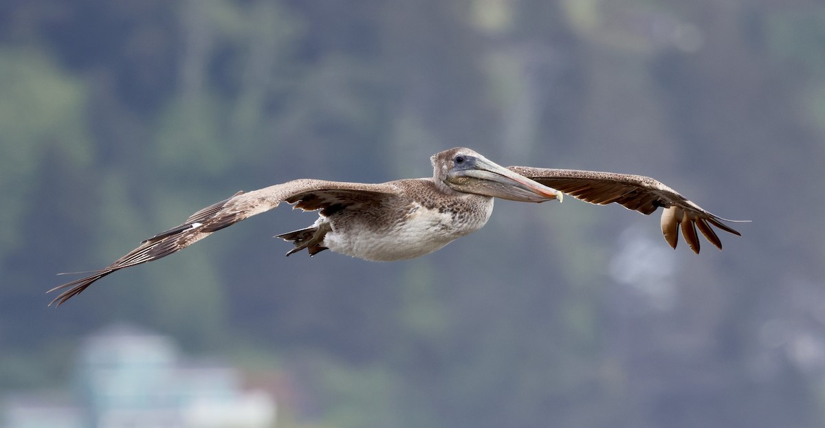 Brown Pelican - ML635593848