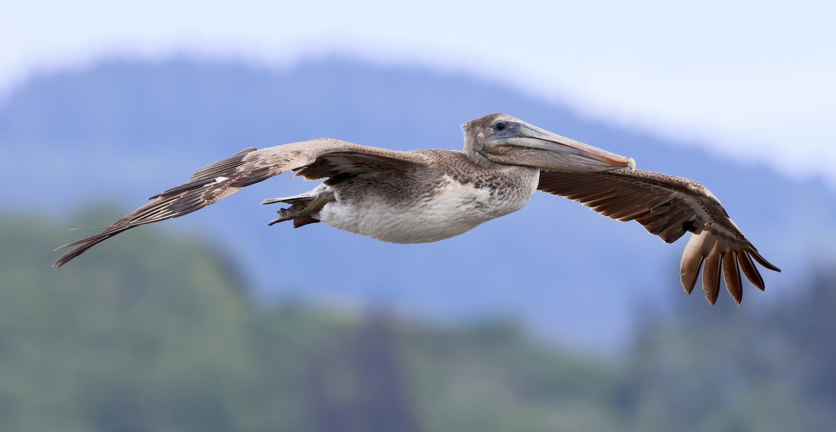 Brown Pelican - ML635593849