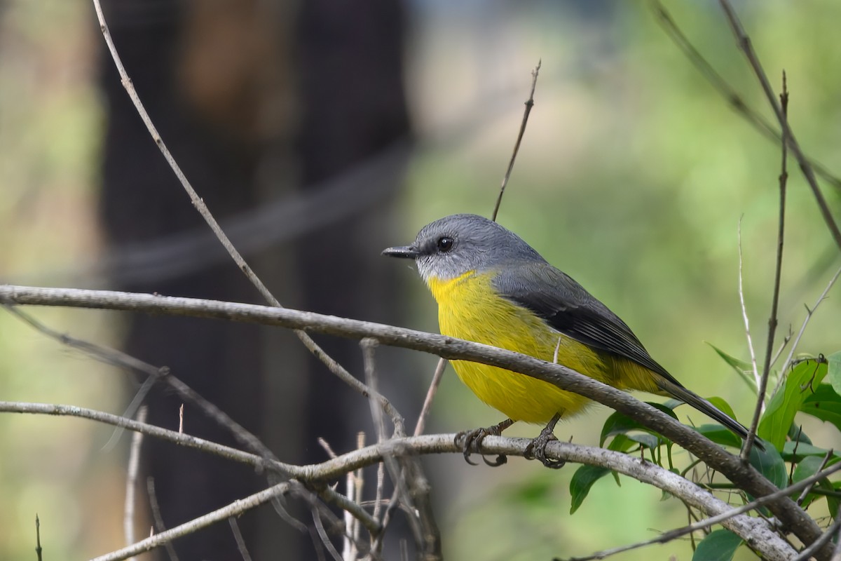 Eastern Yellow Robin - ML635593852
