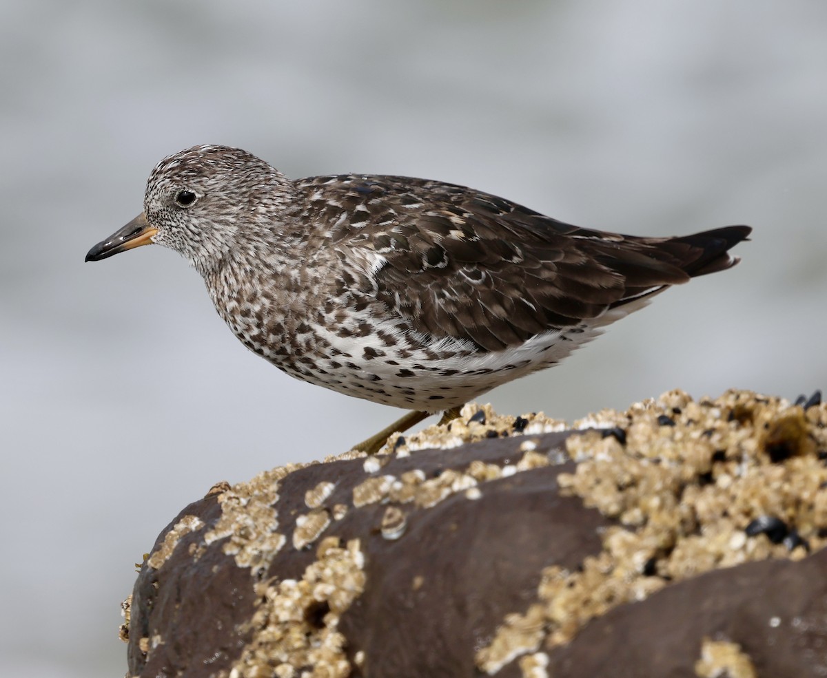 Surfbird - ML635593856