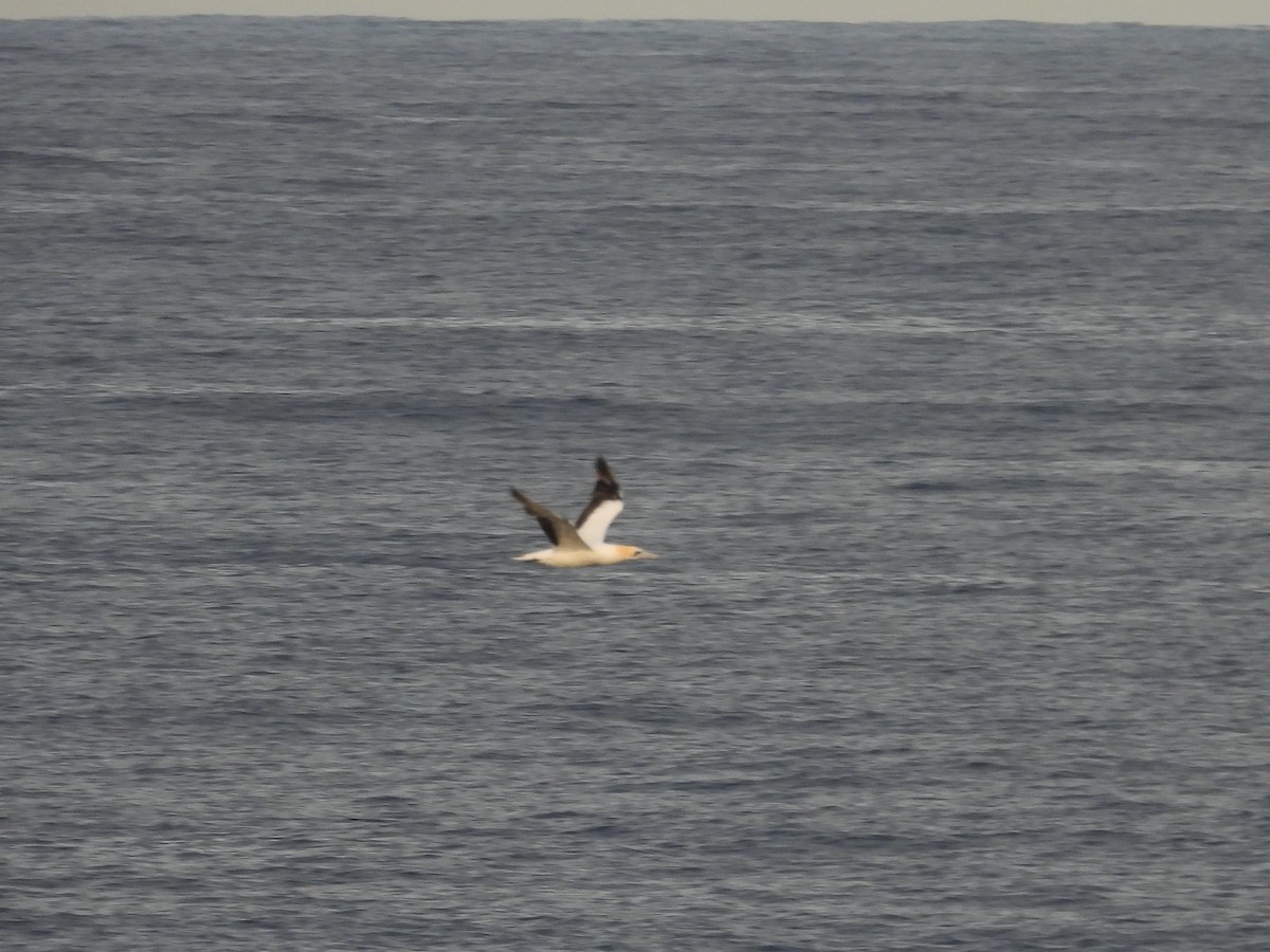 Australasian Gannet - ML635593889
