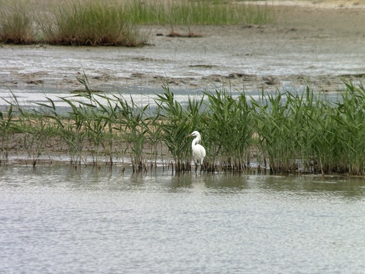 Chinese Egret - ML635593978