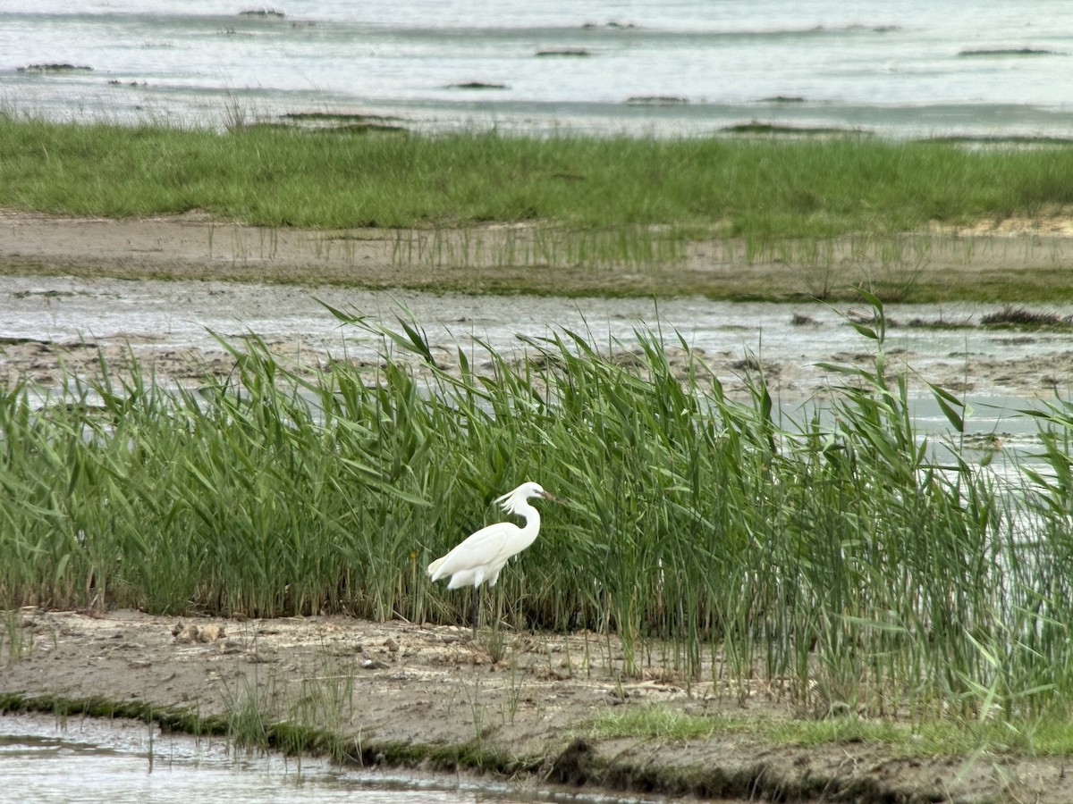 Chinese Egret - ML635593995