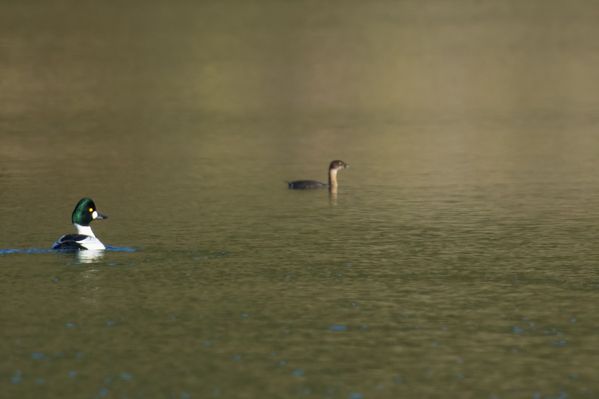 Pied-billed Grebe - ML635593997