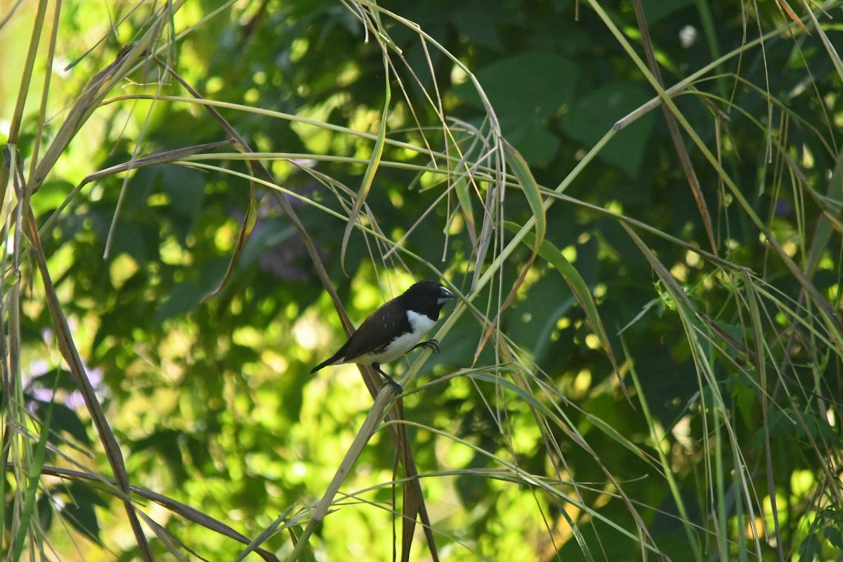 Magpie Mannikin - ML635594042