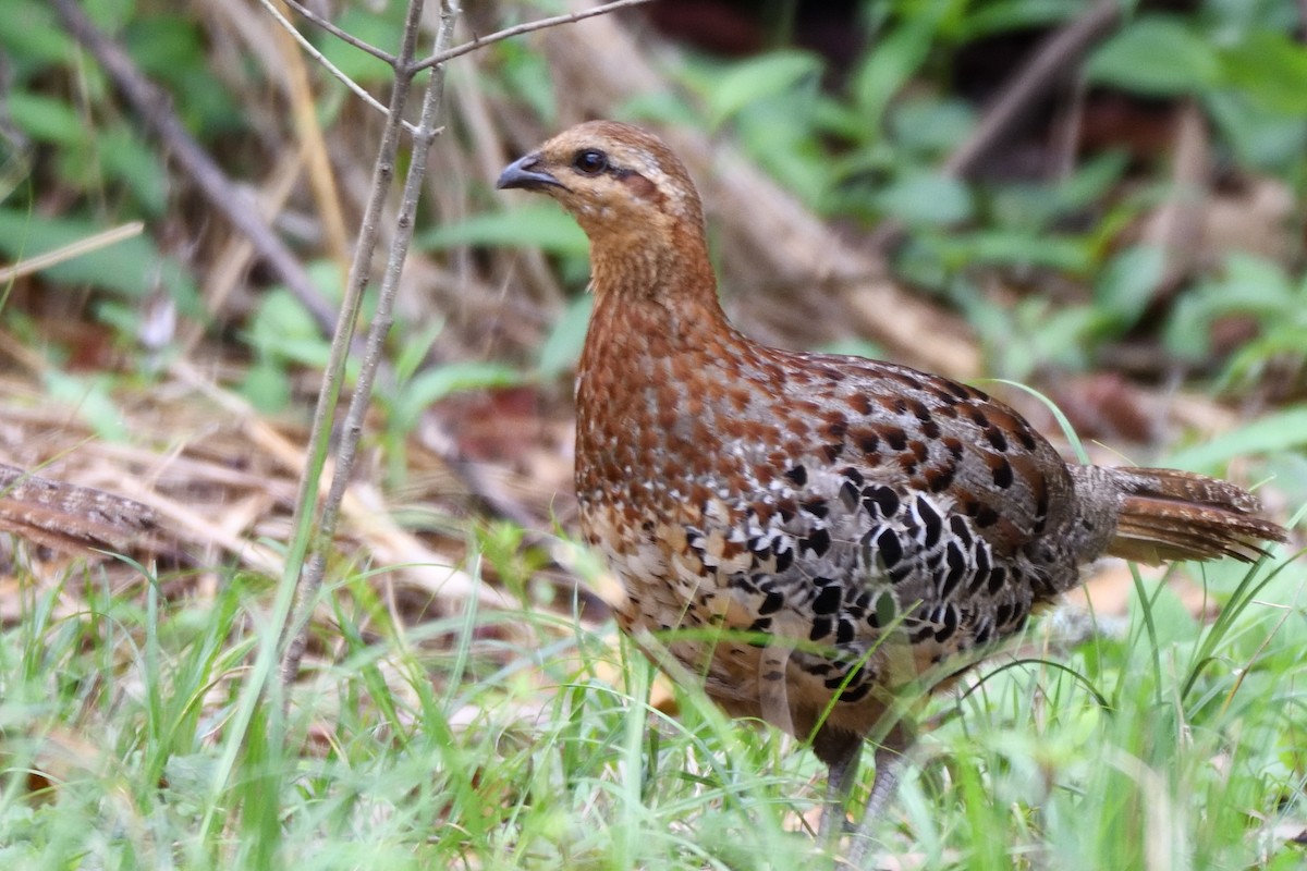 Mountain Bamboo-Partridge - ML635594139
