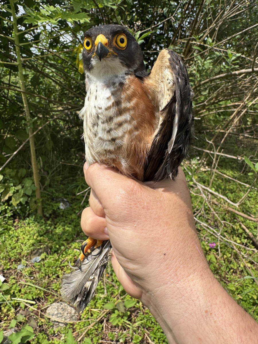 Red-thighed Sparrowhawk - ML635594169