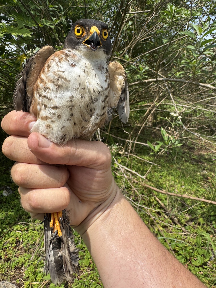 Red-thighed Sparrowhawk - ML635594170
