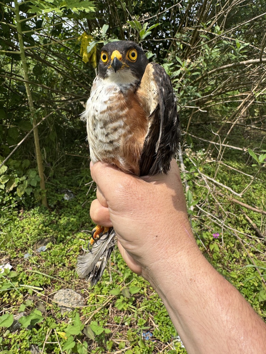 Red-thighed Sparrowhawk - ML635594171