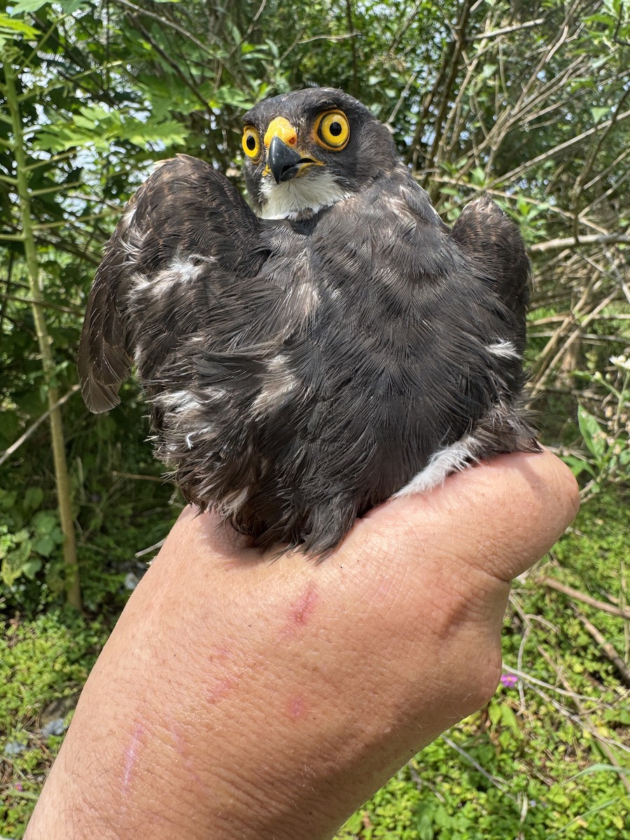 Red-thighed Sparrowhawk - ML635594172