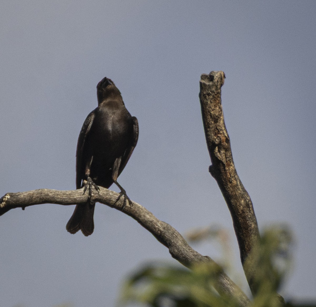 Brown-headed Cowbird - ML635594179