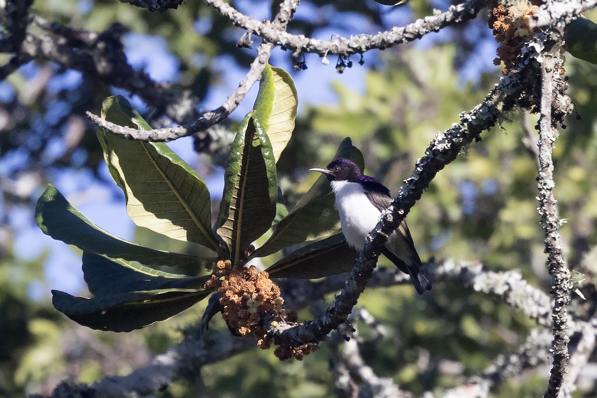 Suimanga Violeta (angolensis/nyassae) - ML635594193