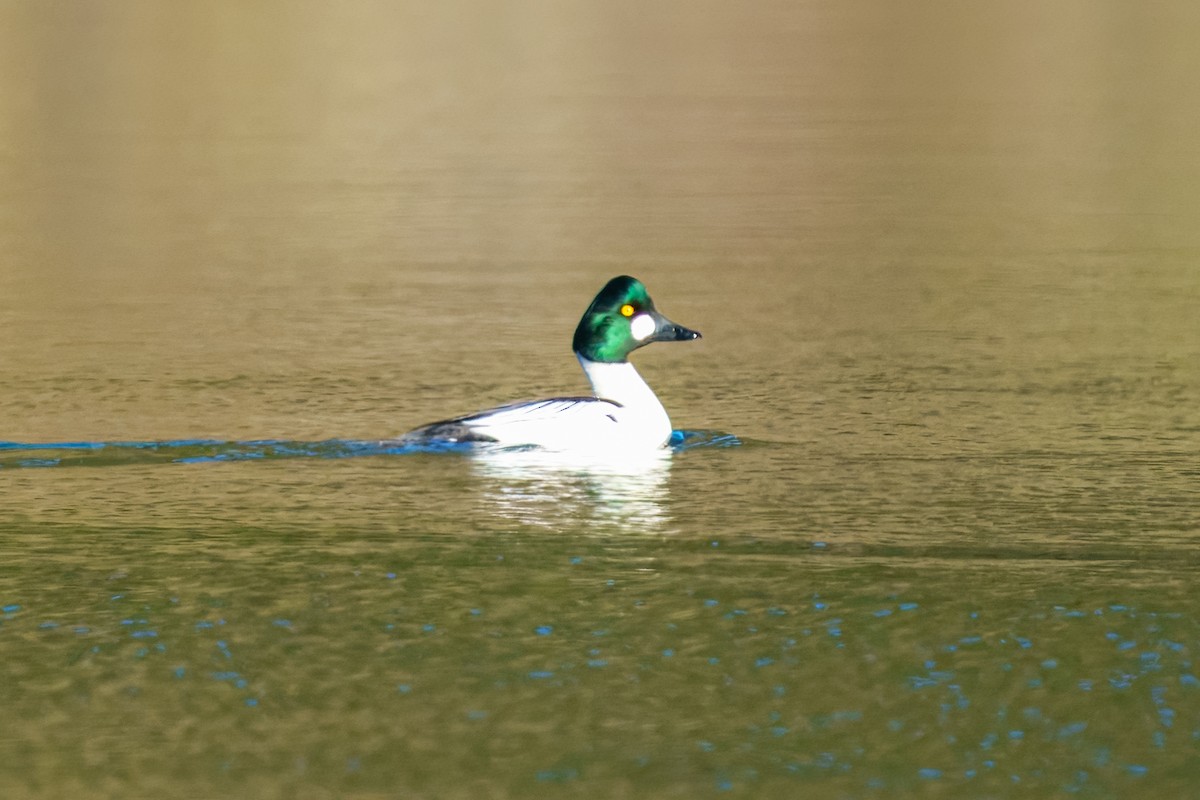 Common Goldeneye - ML635594195