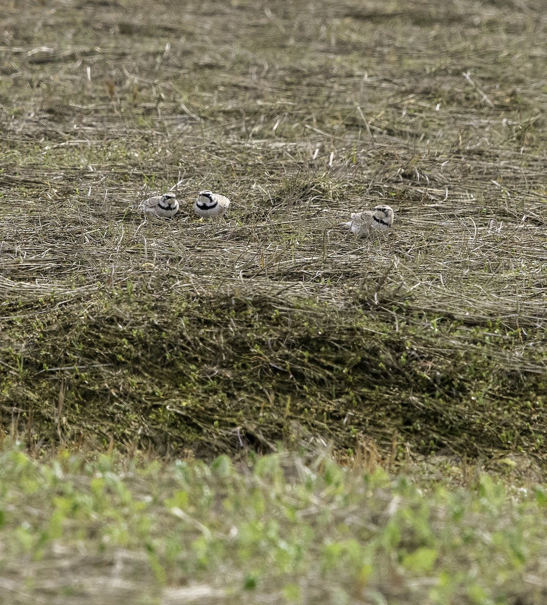 Horned Lark - ML635594198