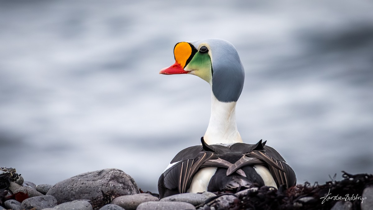 King Eider - ML635594225