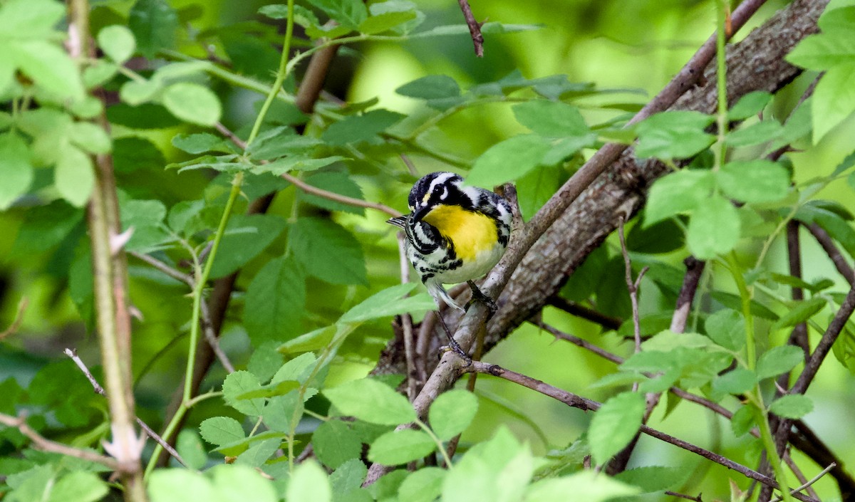 Paruline à gorge jaune - ML635594266