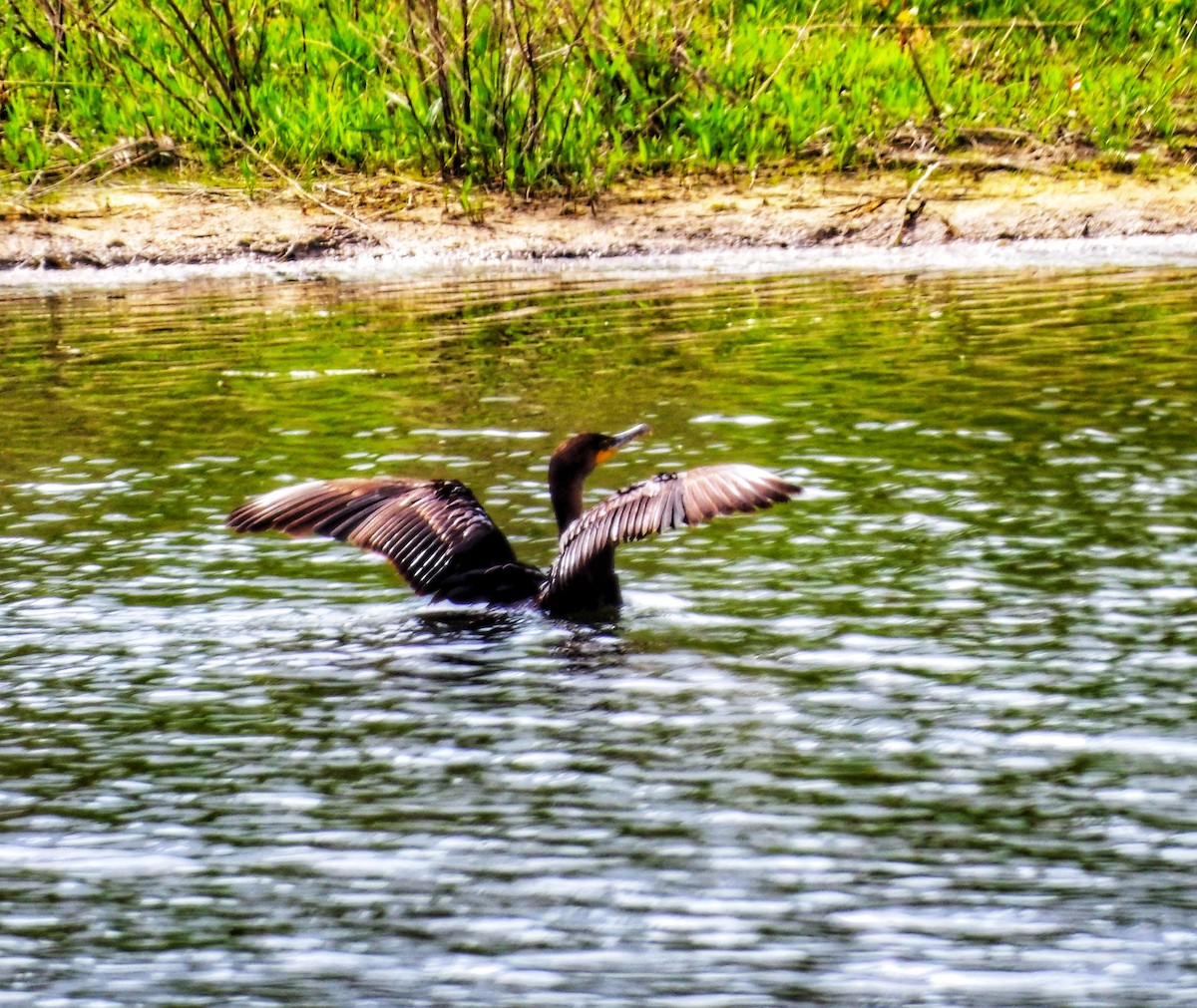 Double-crested Cormorant - ML635594276