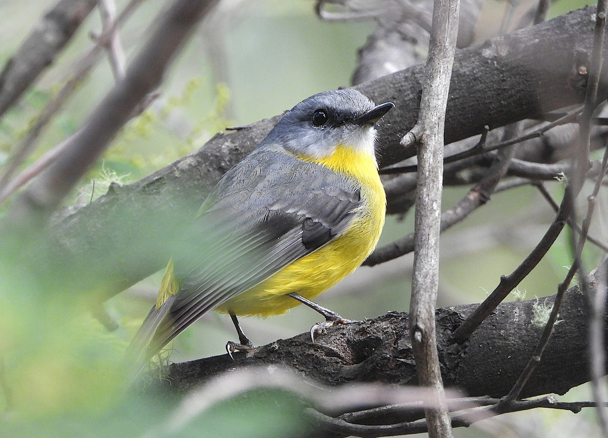 Eastern Yellow Robin - ML635594343