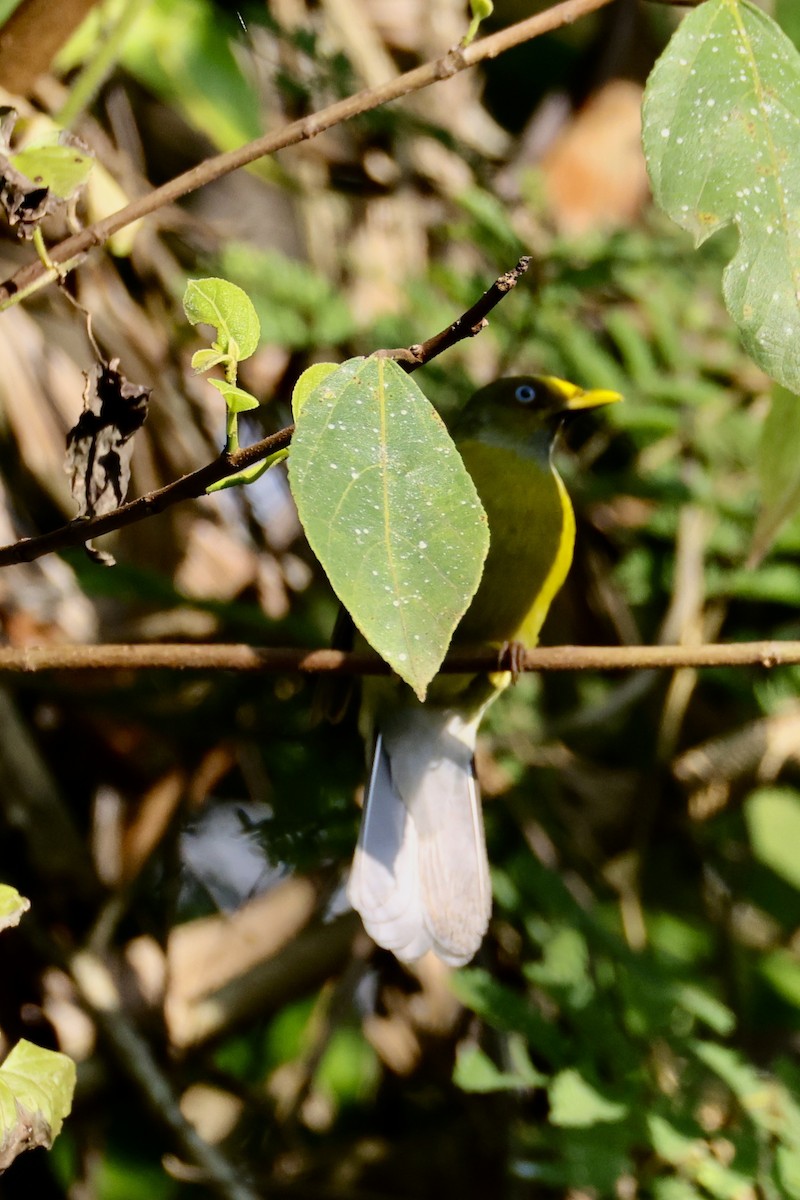 Gray-headed Bulbul - ML635594374