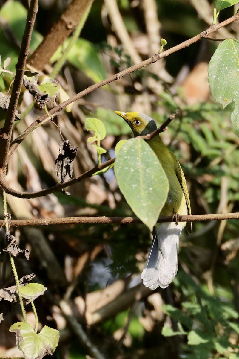 Gray-headed Bulbul - ML635594375