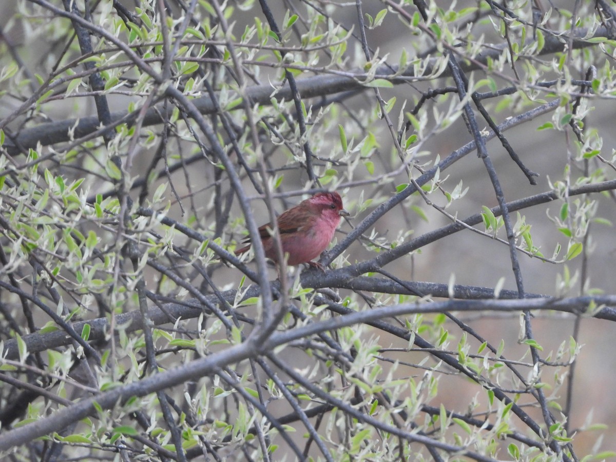 Pembe Kaşlı Çütre - ML635594407