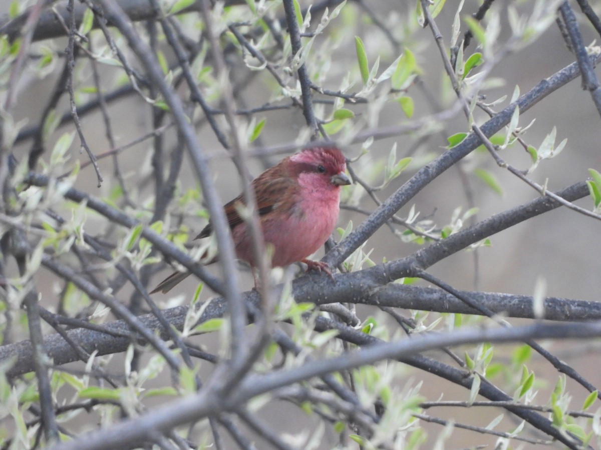 Pembe Kaşlı Çütre - ML635594409