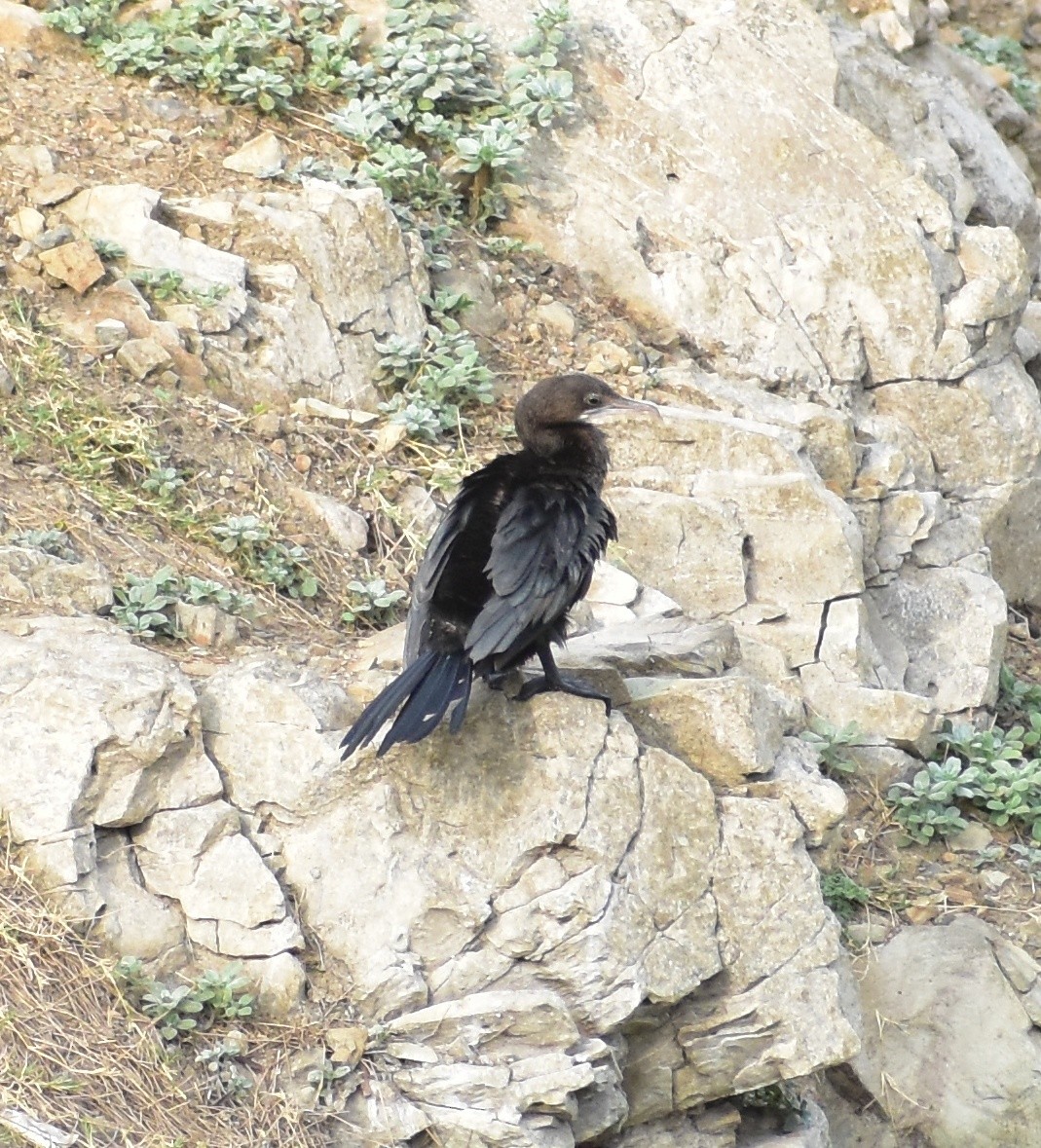 Kara Küçük Karabatak - ML635594433