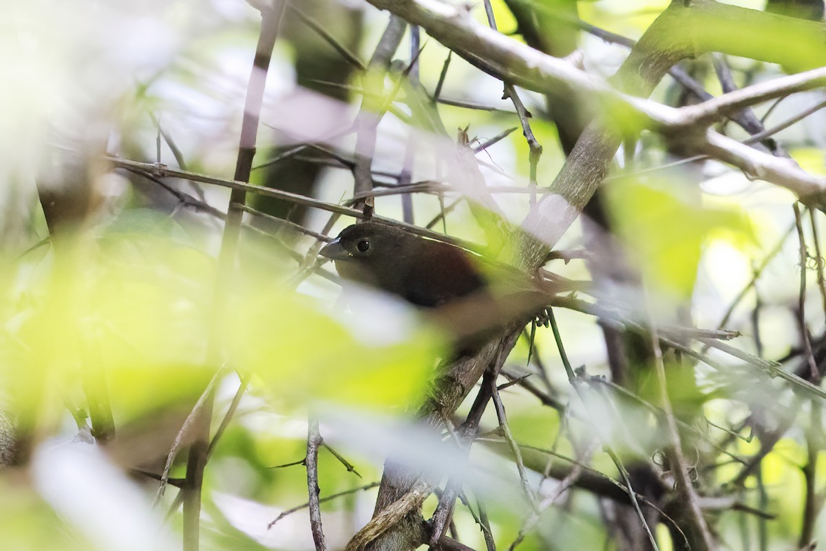 Red-faced Crimsonwing (Eastern) - ML635594491