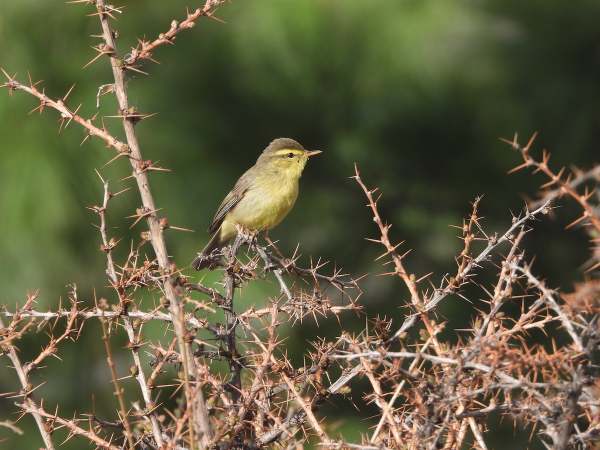 Tickell's Leaf Warbler (Tickell's) - ML635594516