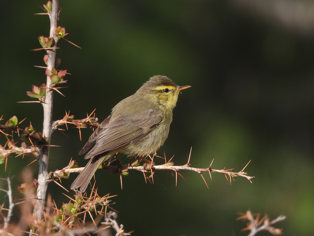 Tickell's Leaf Warbler (Tickell's) - ML635594517