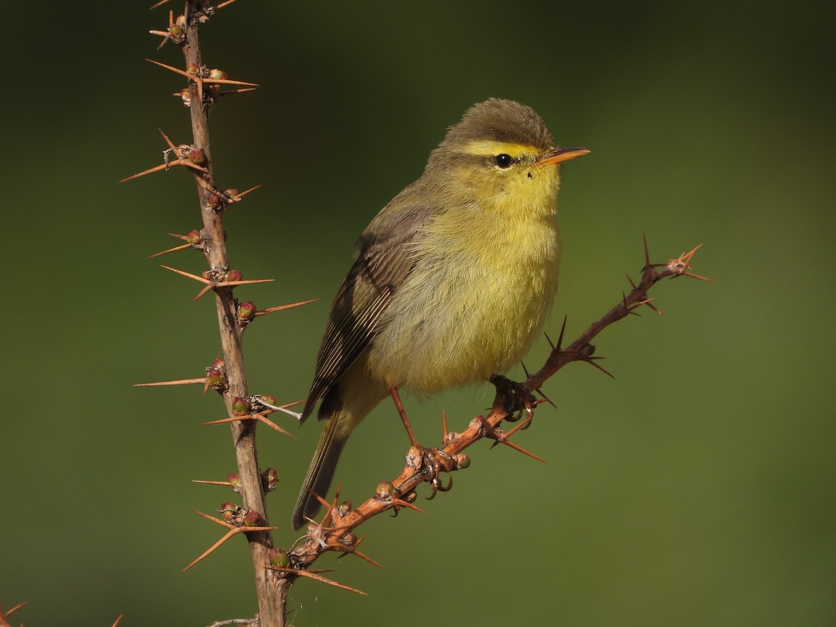Tickell's Leaf Warbler (Tickell's) - ML635594519
