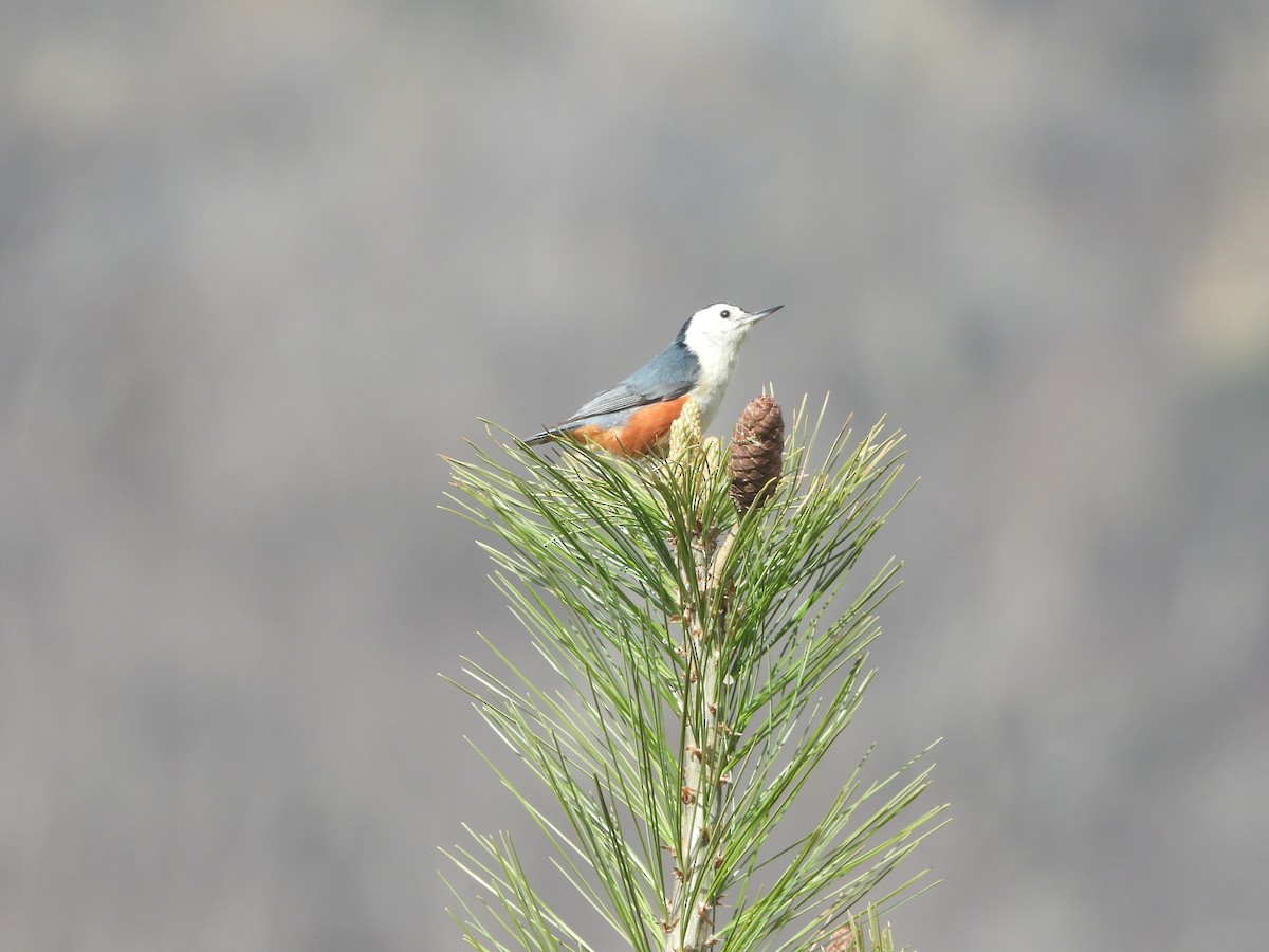White-cheeked Nuthatch - ML635594530