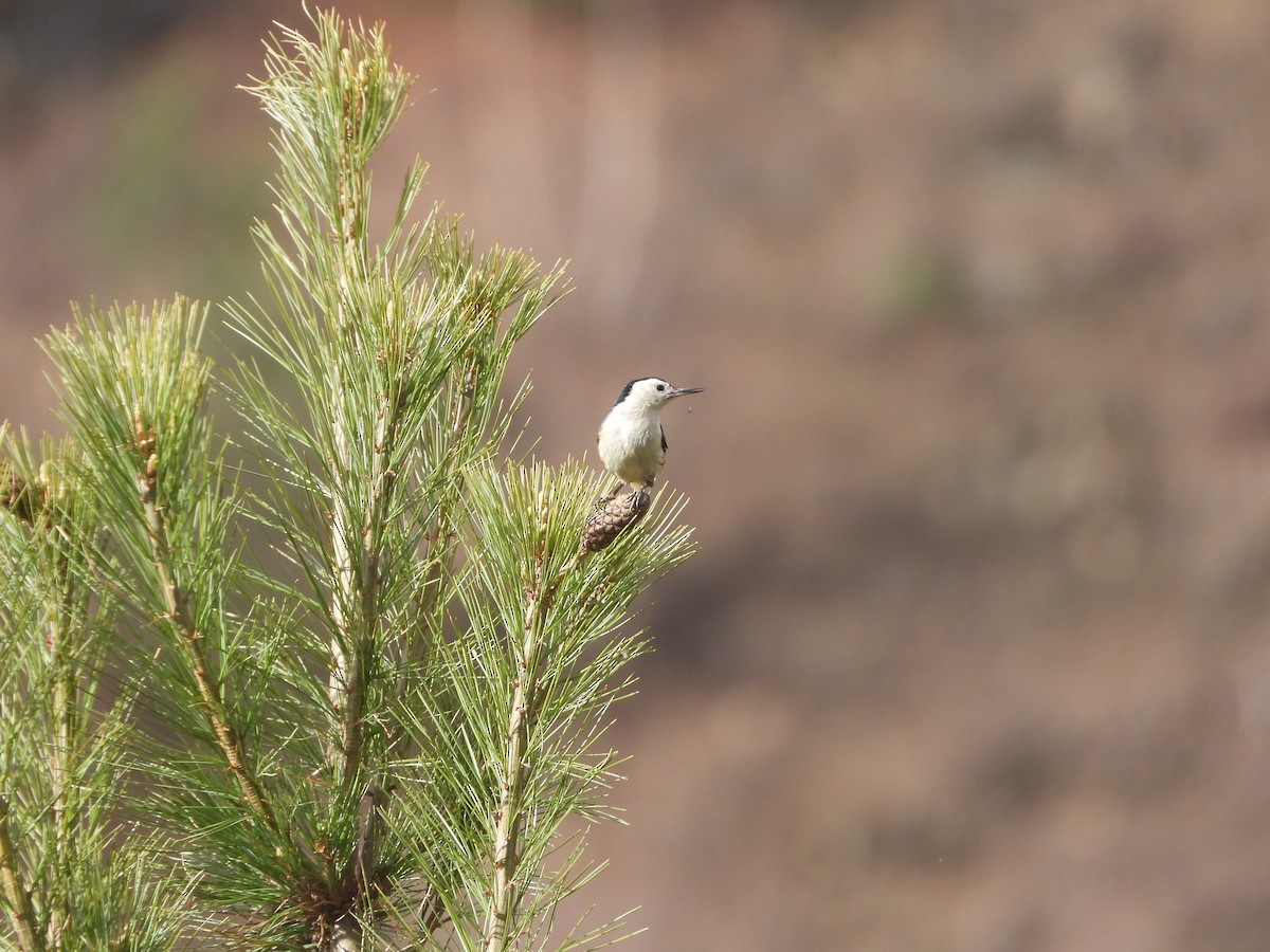 White-cheeked Nuthatch - ML635594532
