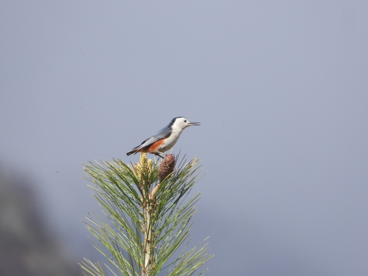White-cheeked Nuthatch - ML635594533
