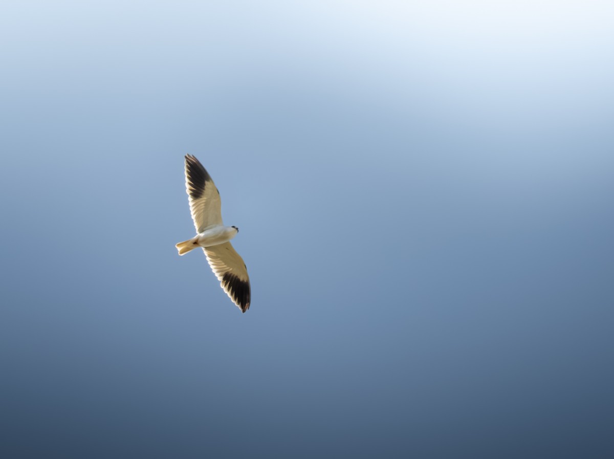 Black-winged Kite - ML635594539