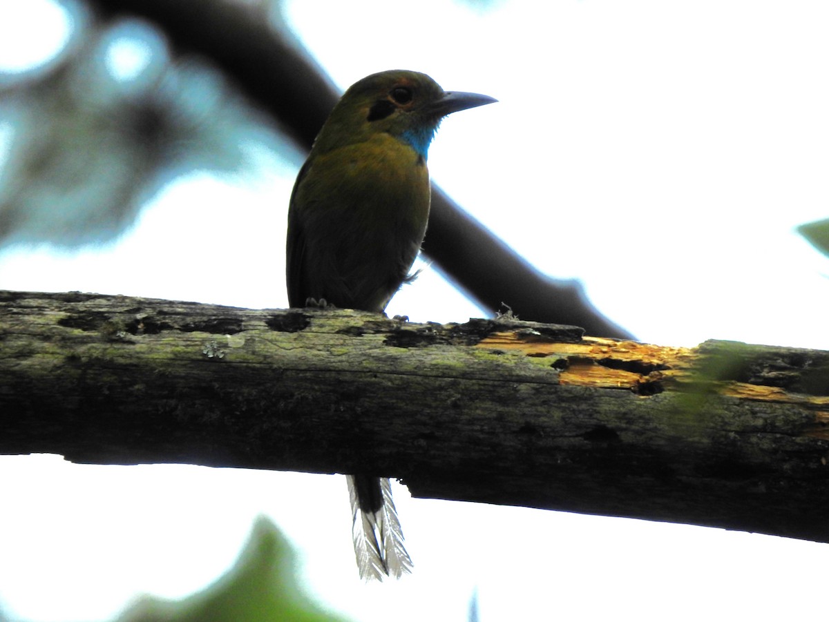 Blue-throated Motmot - ML635594642