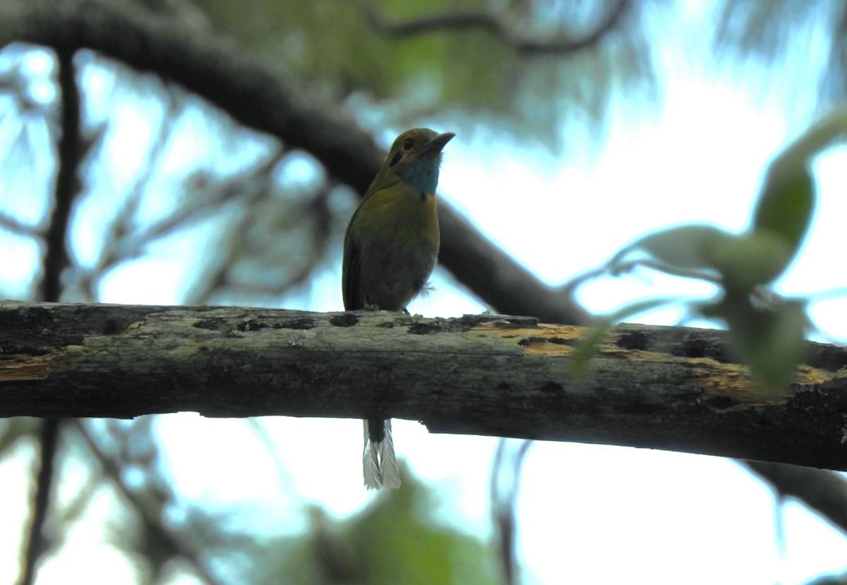 Blue-throated Motmot - ML635594643