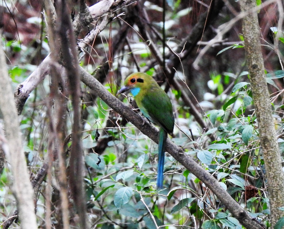 Blue-throated Motmot - ML635594644