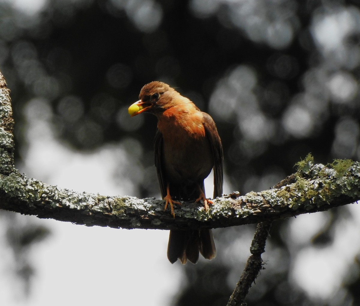 Rufous-collared Robin - ML635594667