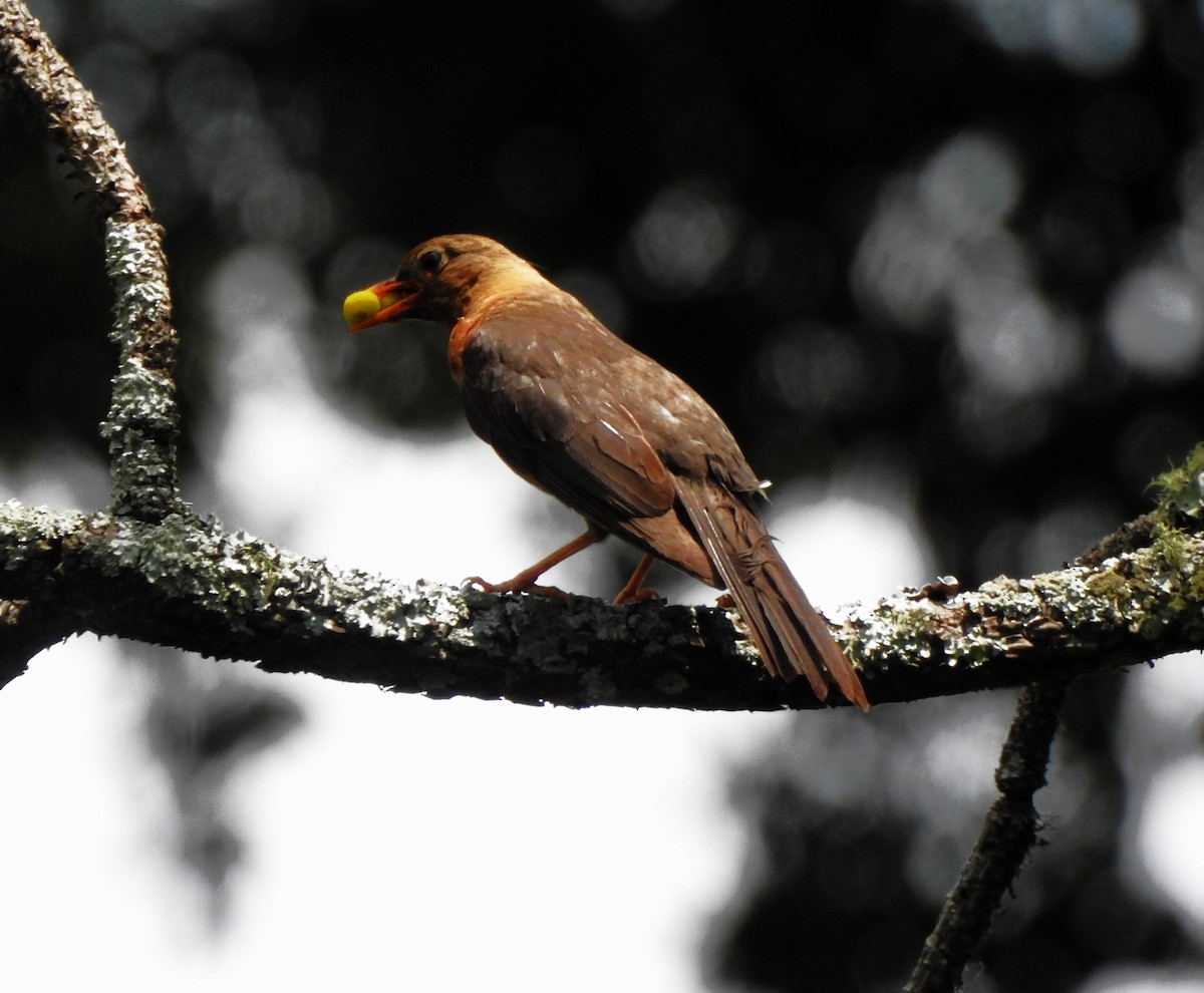 Rufous-collared Robin - ML635594668