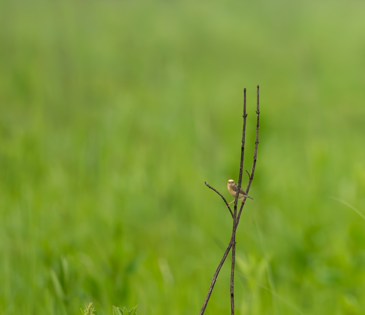 黃頭扇尾鶯 - ML635594745