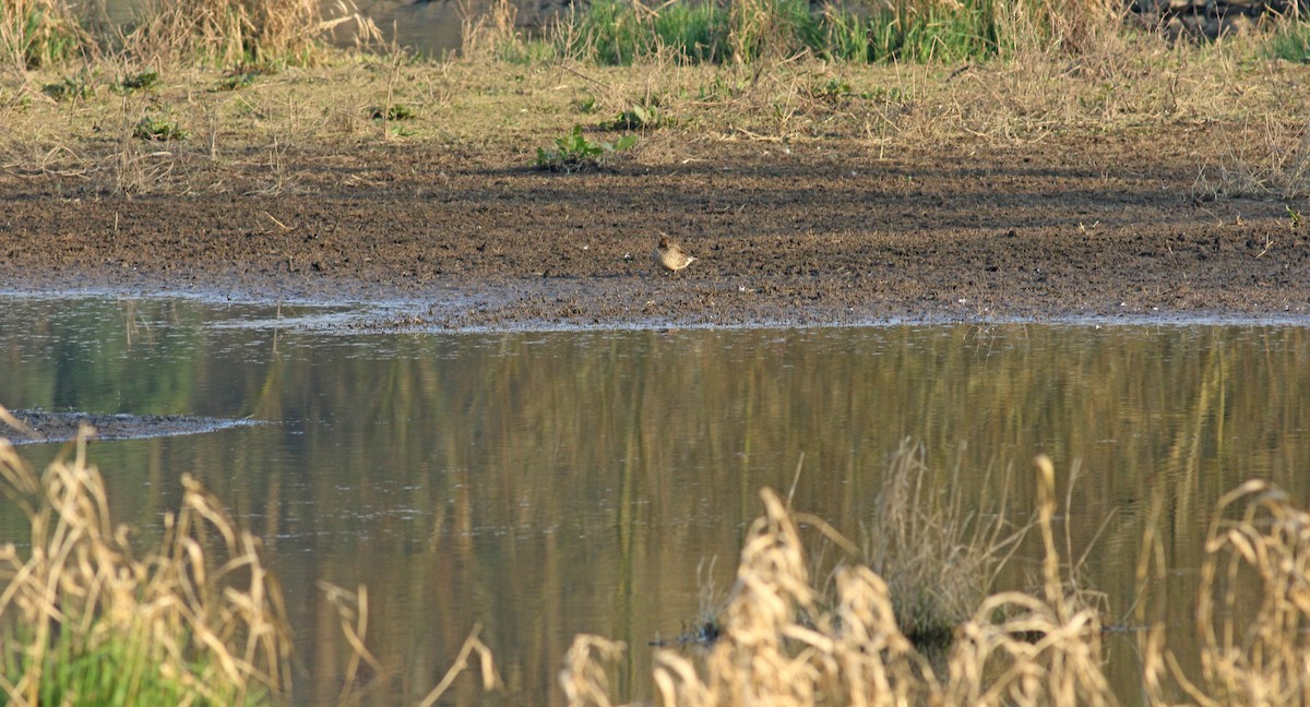 čírka obecná (ssp. crecca) - ML635594791