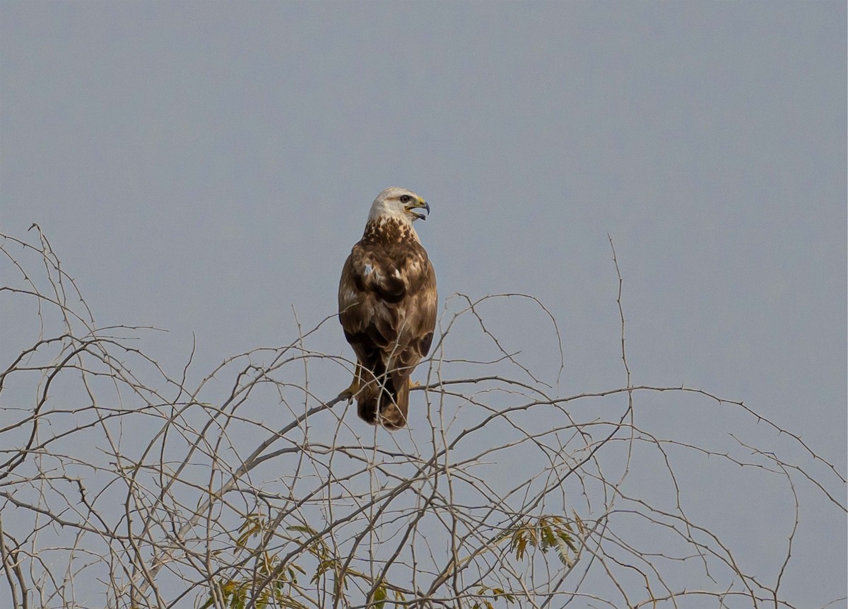 Long-legged Buzzard - ML635594818