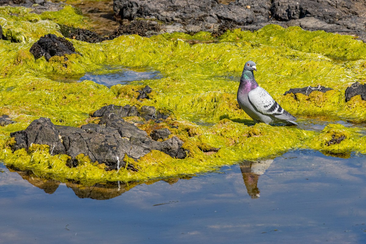 Rock Pigeon (Feral Pigeon) - ML635594824