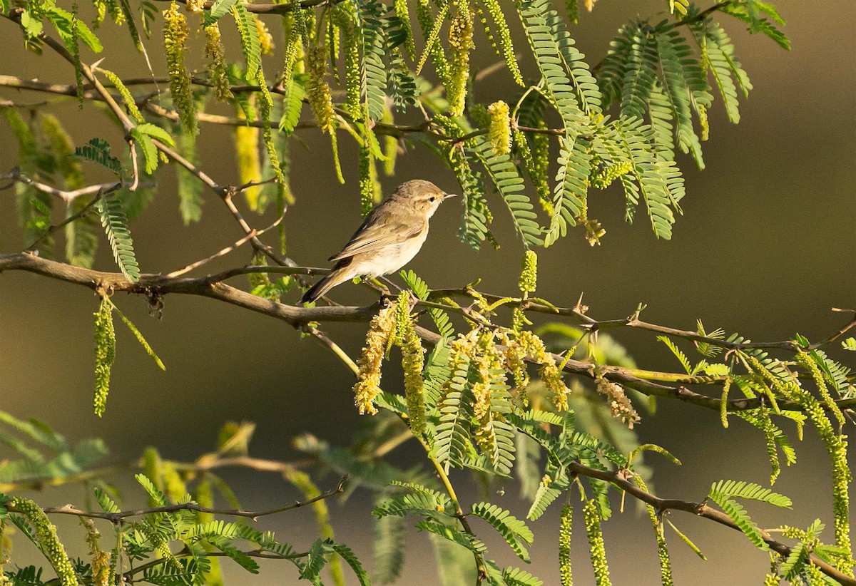 Common Chiffchaff - ML635594825
